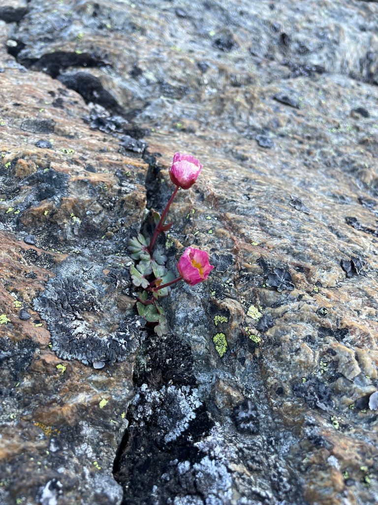 rot-rosa blühender Gletscherhahnenfuß wächst aus der einer Felsspalte