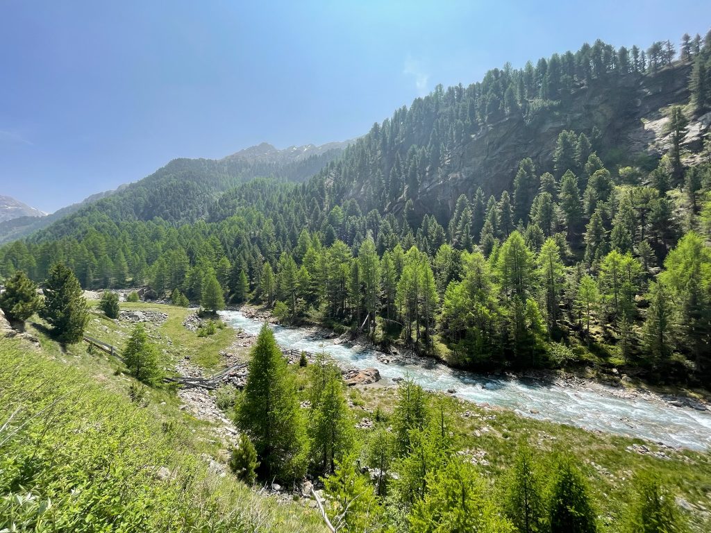 Windache im Frühsommer, tief grüne Lärchen und saftiges Gras sind zu sehen